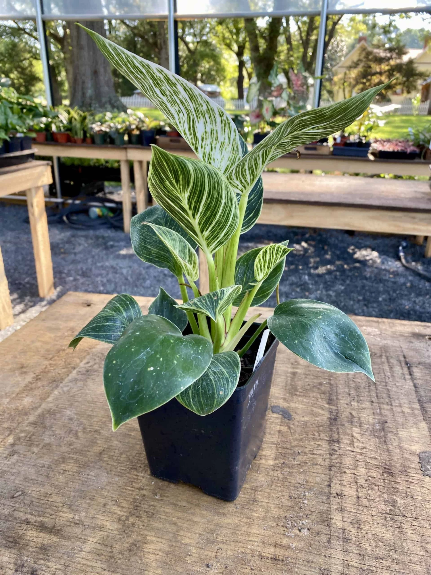 Philodendron Birkin 4 Inch Tall Pot Live Plant Variegated Houseplant - Image 9