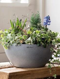 All In-One Cubeto Bowl Planter