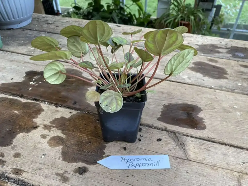Peperomia Peppermill 2.5 Inch Tall Pot Live Plant - Image 2