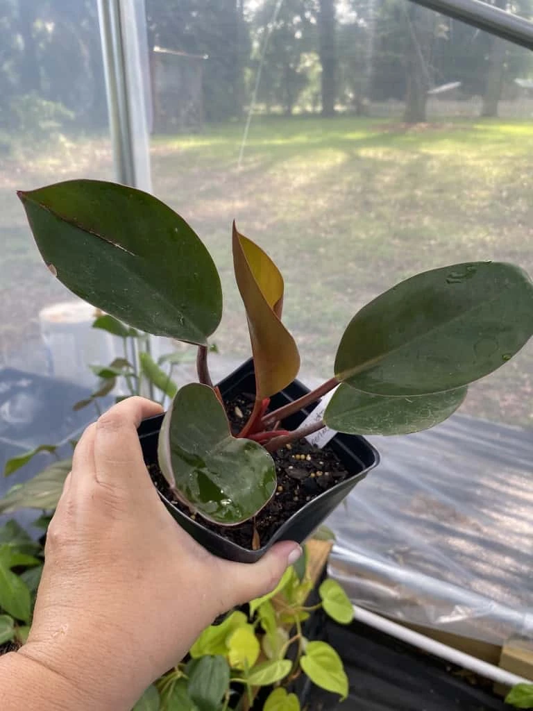 Philodendron Imperial Red 4 Inch Pot| Starter Plant - Image 2