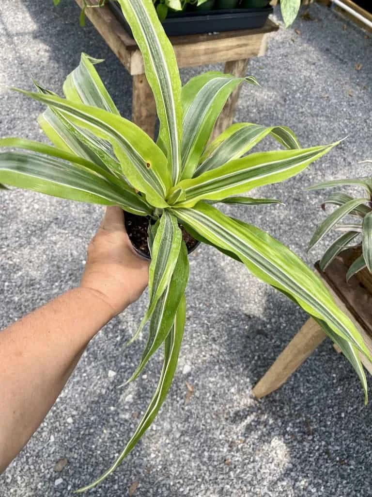 Dracaena Deremensis Or Dragon Tree Lemon Surprise 4 Inch Pot Live Plant - Image 3