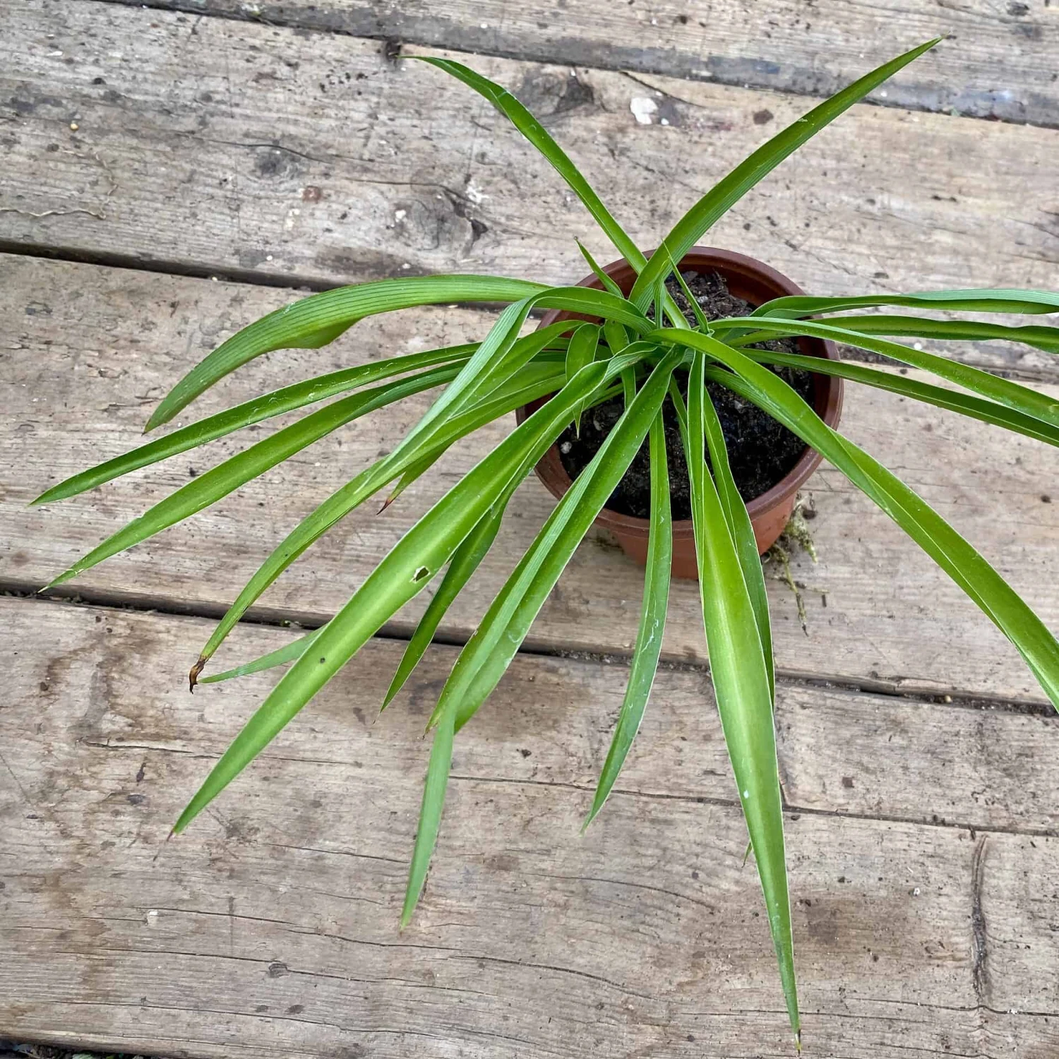 Spider Plant Or Airplane Plant Chlorophytum Comosum 2.5 Inch Tall - Image 6