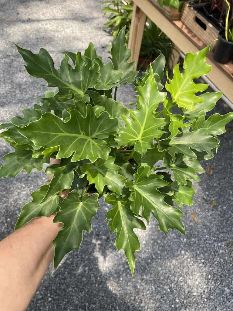 Philodendron Selloum Little Hope 6" Pot Live Plant - Image 6