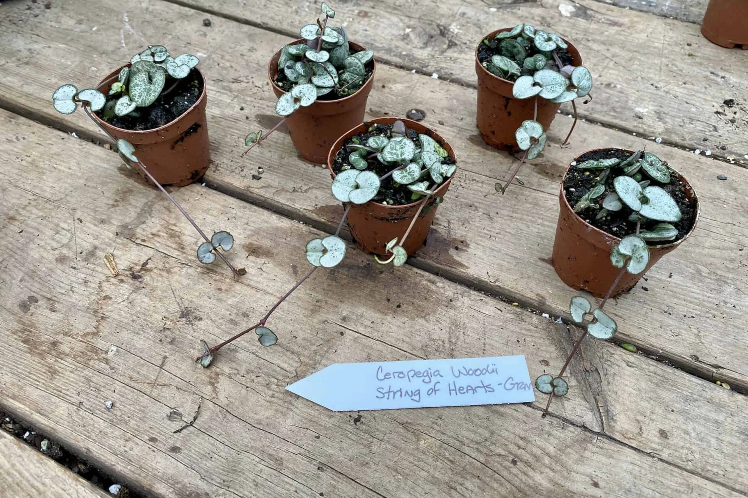 String Of Hearts Ceropegia Woodii Green 2" Pot Live Plant - Image 9