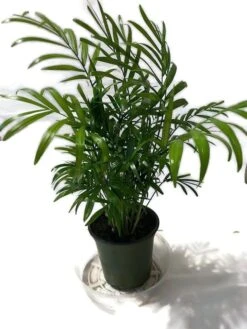 A Beautiful Royal Palm In A 4 Inch Pot.