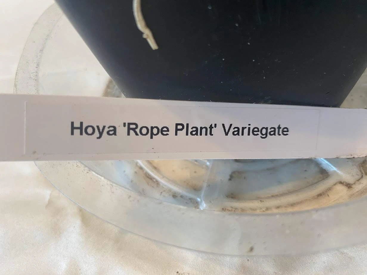 Variegated Hindu Rope Hoya In A 4 Inch Pot - Image 4