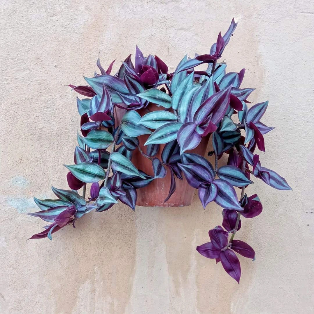 Vibrant Tradescantia Zebrina - Striking Groundcover - Fast-Growing Plant | 4-inch Pot - Image 3