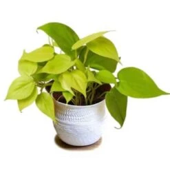 Lively Philodendron Neon | Easy-care Epiphytic Vine | Vibrant Foliage | 4-inch Pot
