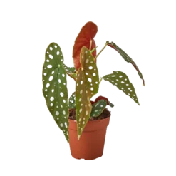 Polka Dot Begonia | Begonia Maculata | Rare Exotic Houseplant