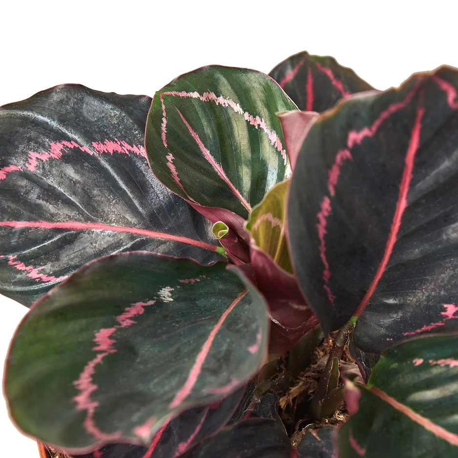 Calathea Dottie | Calathea Roseopicta Dottie | Exotic Houseplants - Image 3