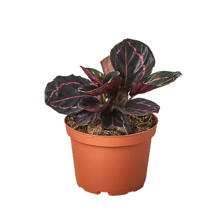 Calathea Dottie | Calathea Roseopicta Dottie | Exotic Houseplants
