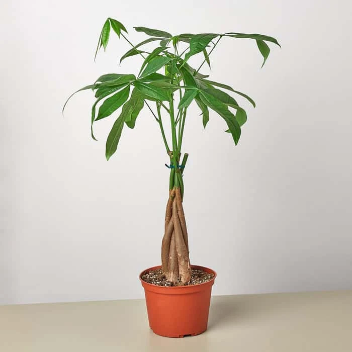 Money Tree 'Guiana Chestnut' Pachira Braid - Feng Shui Indoor Plant | 6-inch Pot - Image 3