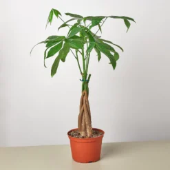 Braided Money Tree | Pachira Aquatica | Exotic Houseplants