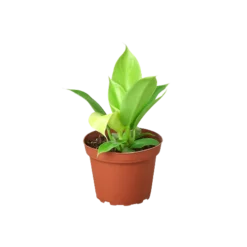 Philodendron Moonlight | Exotic Houseplants