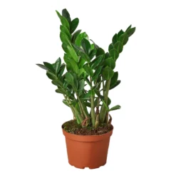 ZZ Plant | Zamioculcas Zamiifolia ZZ | Exotic Houseplant