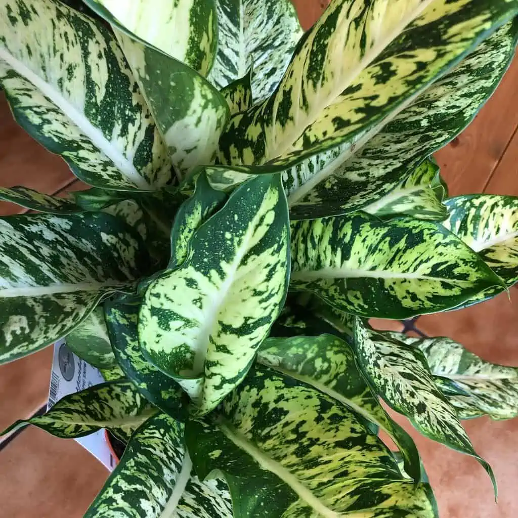 Dieffenbachia Sublime Live Plant In 4" Pot - Image 3