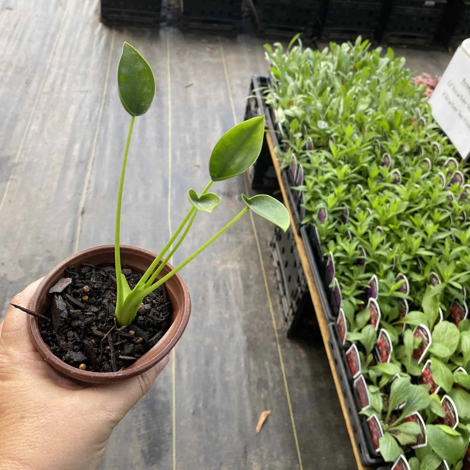 Alocasia Or Elephant Ear Tiny Dancer 3" Pot Live Plant - Image 3