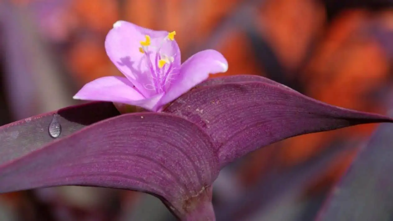Dracaena Red Dragon Tree Ships Free.
