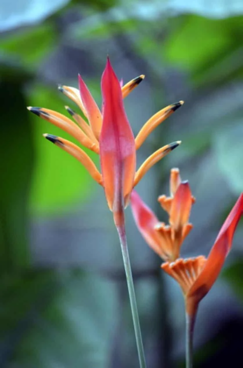 Heliconia Psittacorum Parrot Heads Ship Free. - Image 2