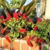 Dwarf Chenille Plant Red Hot Cat Tails Ships Free.