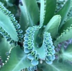 Kalanchoe Daigremontiana Mother Of Millions Ships Free.
