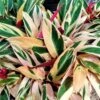 Red Shell Ginger Alpinia Zerumbet Plant Ships Free.