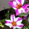 Purslane Edible "Raspberry Parfait" Herb Ships Free.