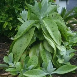 Kalanchoe Gastonis Bonnieri Donkey Ear Ships Free.