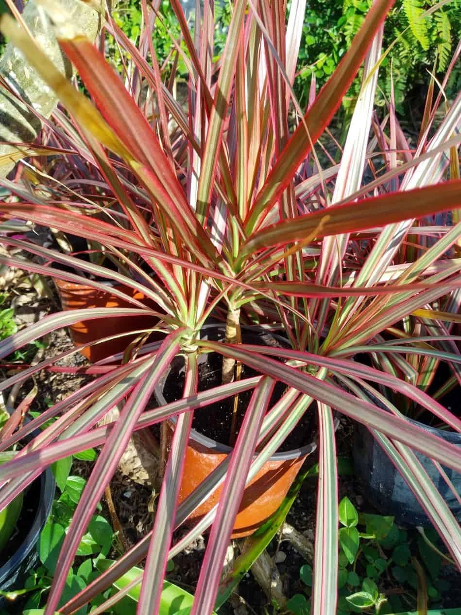 Dracaena Red Dragon Tree Ships Free. - Image 2