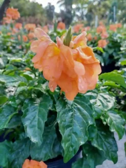 Marmalade Crossandra Infundibuliform Blooming Ships Free.
