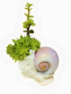 Succulent Seashell Planter Ships Free.