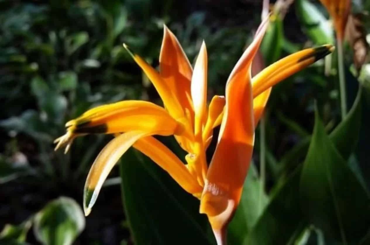 Heliconia Psittacorum Parrot Heads Ship Free.