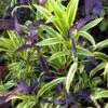 Dracaena Song Of India Plant Ships Free.