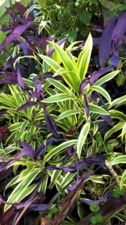 Dracaena Song Of India Plant Ships Free.