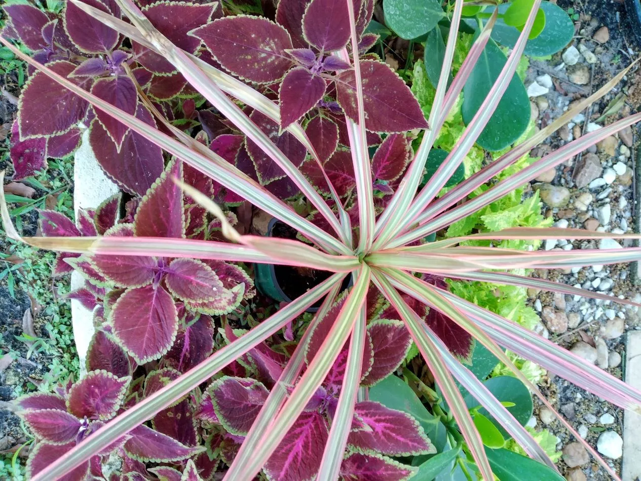 Dracaena Red Dragon Tree Ships Free. - Image 3