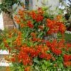 Mexican Flame Vine Best Pollinator Ships Free.