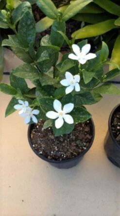 Asian Snow Wrightia Antidysenterica Rare Bush Ships Free.