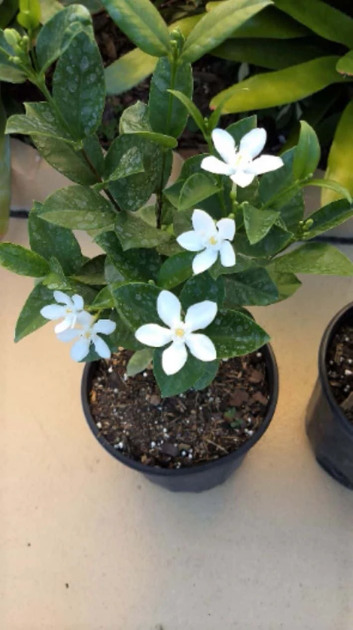 Asian Snow Wrightia Antidysenterica Rare Bush Ships Free.