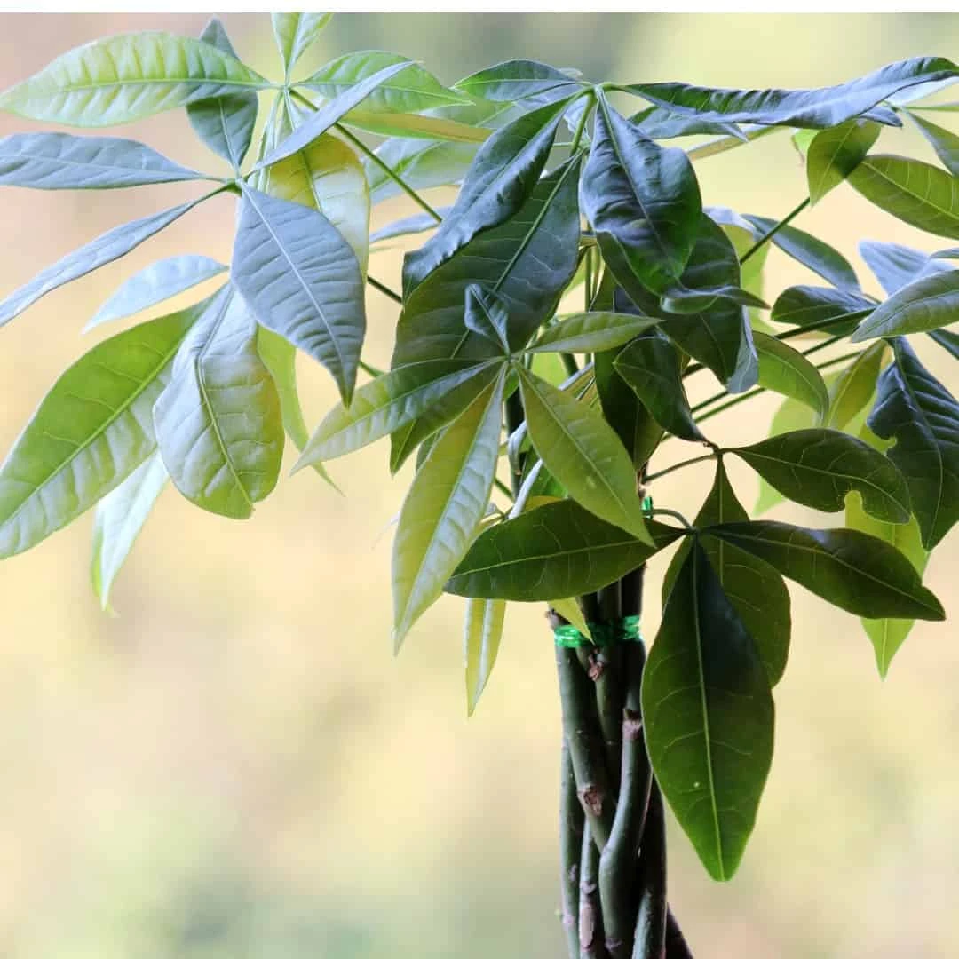 Money Tree 'Guiana Chestnut' Pachira Braid - Feng Shui Indoor Plant | 6-inch Pot - Image 2