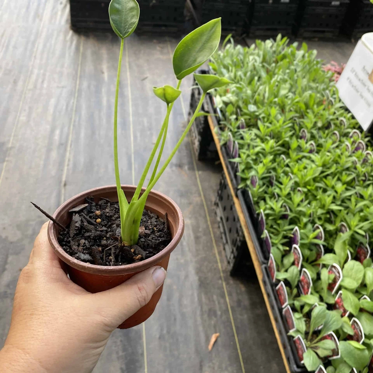 Alocasia Or Elephant Ear Tiny Dancer 3" Pot Live Plant - Image 6