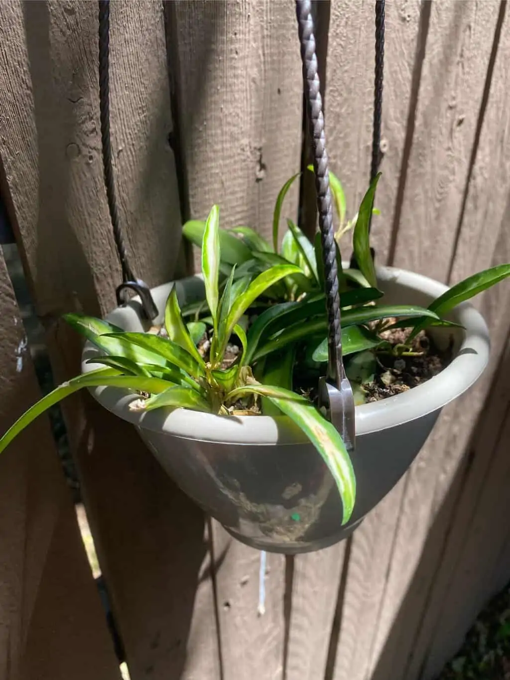 Variegated Hoya ‘wayetii’ - Image 2