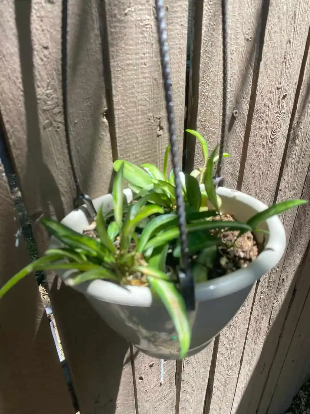 Variegated Hoya ‘wayetii’ - Image 3