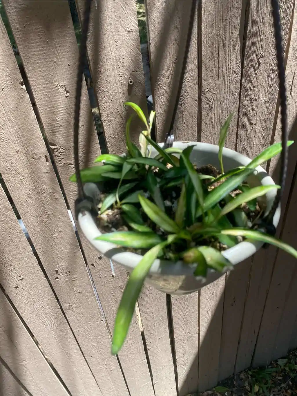 Variegated Hoya ‘wayetii’ - Image 5