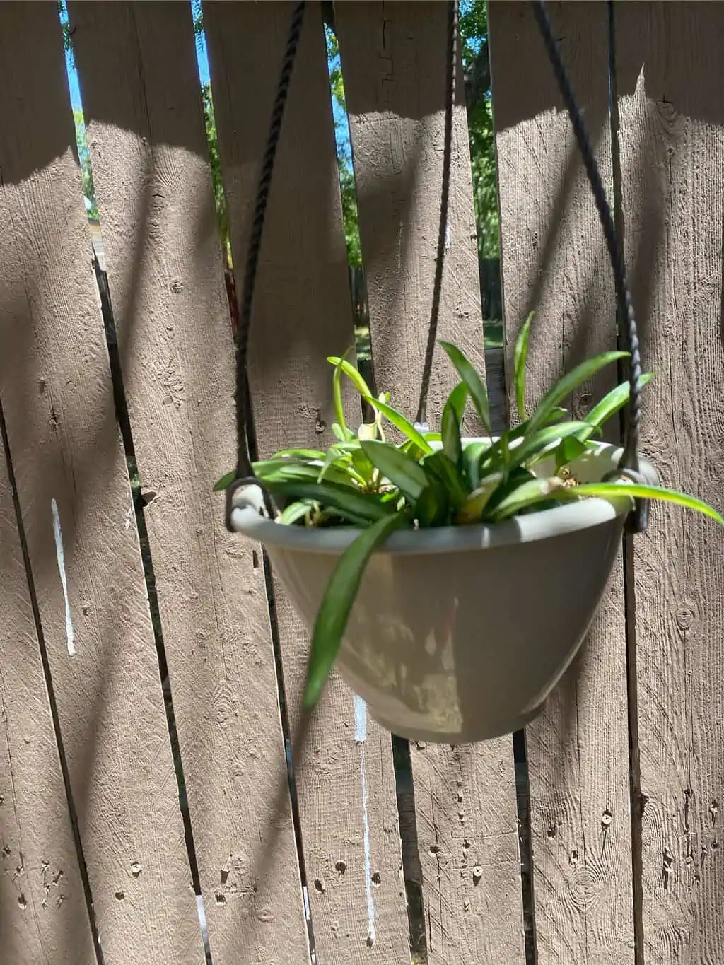 Variegated Hoya ‘wayetii’ - Image 6