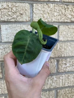 Syngonium ‘Frosted Heart’