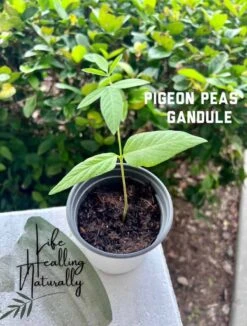 Organic Pigeon Pea Gandule Starter Plant