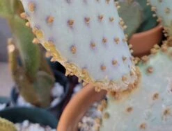 Santa Rita Prickly Pear - Opuntia Santarita Two Pads Rooted