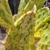 Opuntia (Sunburst) Variegata 6 - 8 In Pad (some Rooted)