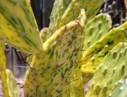 Opuntia (Sunburst) Variegata 6 - 8 In Pad (some Rooted)