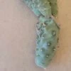 Tephrocactus Articulatus Paper Spine Cactus 6" Cutting